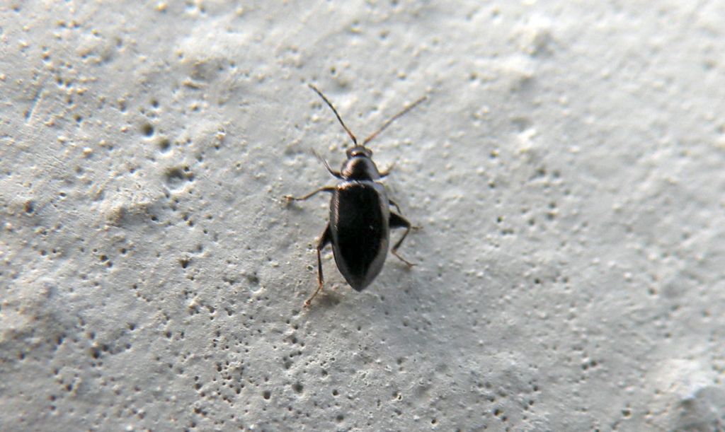 Qui andiamo sul difficile... Phyllotreta sp.